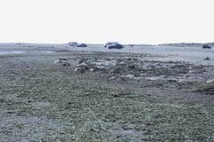 De stigende mængder fedtemøg og søsalat truer Vadehavsøens vigtige turisterhverv, når der ligger flere meter rådnende alger langs strandene, som turisterne skal vade ud gennem for at kunne bade. Det bryder ingen sig om. Foto: Kim Fischer.