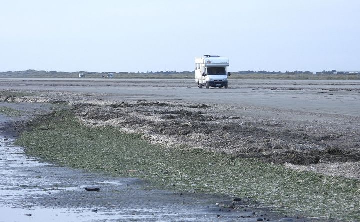 Langs Fanøs populære Rindby strand og ud for Fanø Vesterhavsbad ligger der massive opskyl som stinkende bunker af rådden søsalat. Foto: Kim Fischer.