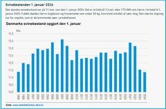 Den danske svinebestand var på 11 mio. svin den 1. januar 2024. Det er et fald på 1,5 pct. eller 173.000 svin færre i forhold til 1. januar 2023. Faldet skyldes færre slagtesvin og fravænnede svin under 50 kg, hvorimod antallet af søer steg. Den største stigning var for sopolte, som er de kommende søer i produktionen. https://www.dst.dk/da/Statistik/nyheder-analyser-publ/nyt/NytHtml?cid=48089