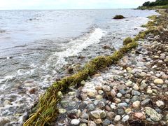 Selv i den Natura2000-beskyttede Aunø Fjord skyller landbrugets døde ålegræs i land langs Knudshoved Odde i Sydsjælland. Pressefoto til download.