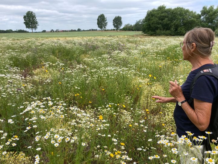 Vestområdet 28. juni 2023. Første år med brak kom der mange kamilleplanter, men allerede andet år begynder de enårige arter at klinge af. Det er botanikeren Anna Bodil Hald, der ses på billedet. Foto: Forfatteren.