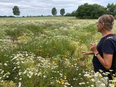 Vestområdet 28. juni 2023. Første år med brak kom der mange kamilleplanter, men allerede andet år begynder de enårige arter at klinge af. Foto: Forfatteren. Til download.