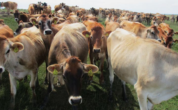 Agrodindustrien skal omlægges til 100 procent økologisk landbrug, og dyrekødindustrien skal nedlægges. Dyrehold skal passe til landets størrelse, mener artiklens forfatter. Foto: Niels Andersen.