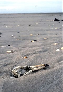 Det døende hav omkring de danskes øer har understreget behovet for en øjeblikkelig indsats, men alligevel trækker landbruget beslutningerne i langdrag. Privatfoto.