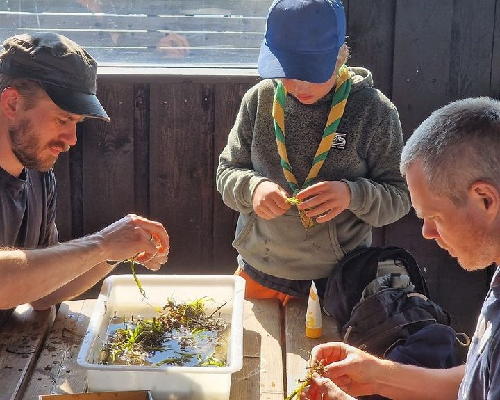 Tre generationer forbereder udplantning af ålegræs, men det nytter intet, så længe vandet er forurenet. Foto: Steen Ulnits.