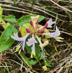 Blomsternes forunderlige former som denne Gedeblad er en stor æstetisk kilde til inspiration og spirituel glæde hos mennesker. Privatfoto.