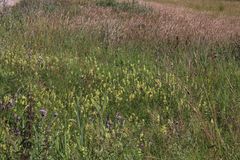 Arter af Skjaller er effektive parasitter på græsser. Her har Stor Skjaller midt i fotoet med mange blomster begrænset græsvegetation markant sammenlignet med bagerst i fotoet, hvor Skalleren var fraværende. Foto Bjarne Moeslund.