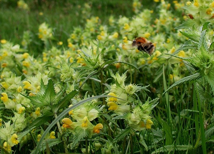 Skjaller-planter er enårige og afhængige af god frøsætning. Bestøvningen foretages helt overvejende af humlebier - her Agerhumle på en eng ved Hobro. Foto: Jens Chr. Schou.