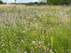 Et eksempel er Vejdirektoratets rasteplads Smidstrup Nord ved Holbæk, som fungerer som et udstillings- og testområde for nogle af de frøblandinger, bestående af hjemmehørende arter, som Vejdirektoratet i samarbejde med frøfirmaet Nykilde har udviklet og sammensat. Foto: Nykilde.