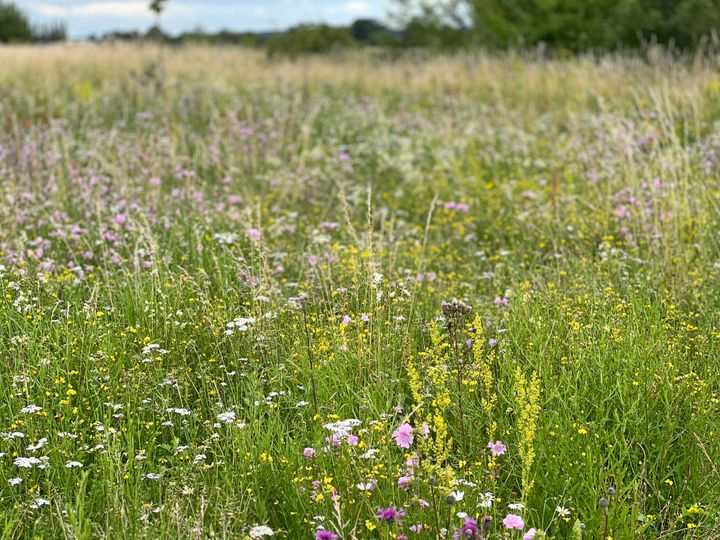 Et eksempel er Vejdirektoratets rasteplads Smidstrup Nord ved Holbæk, som fungerer som et udstillings- og testområde for nogle af de frøblandinger, bestående af hjemmehørende arter, som Vejdirektoratet i samarbejde med frøfirmaet Nykilde har udviklet og sammensat. Foto: Nykilde.