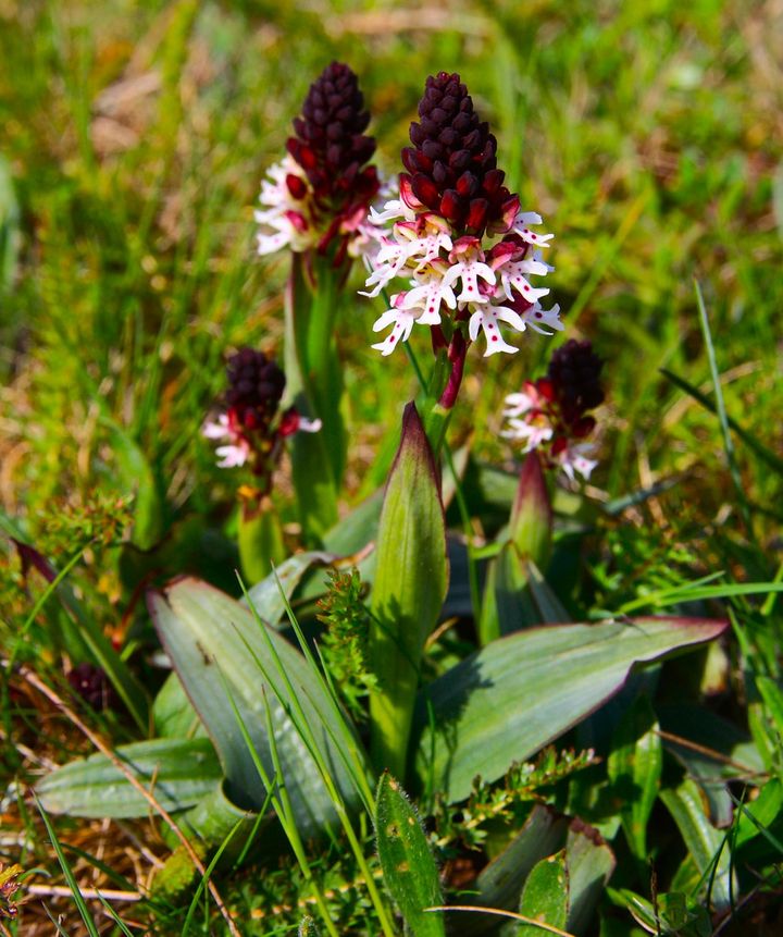 Bakkegøgeurt blomstrede engang på mindst 50 steder overalt i det ganske land, men i dag er den en yderst sjælden blomst på nogle få overdrev i Himmerland. Om nogen skal den hjælpes med høslæt og afbrænding og en smule afgræsning, hvis fremtidens børn skal kunne glædes over den. Hvis naturen selv får lov at bestemme, kommer den aldrig igen. Så gror det hele til i krat og skov. Foto: Kjeld Hansen. Billedet er fra Øland, Sverige.