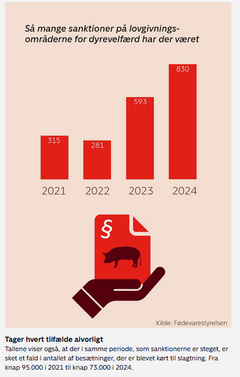 Så voldsomt er omfanget af overtrædelser steget. Grafik fra TV2-artikel. https://nyheder.tv2.dk/samfund/2024-12-18-haarde-slag-og-overtatovering-af-grisene-myndigheder-ser-flere-brud-ved-dyrevelfaerd-paa-slagterier