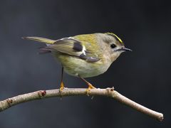 Hvad er der blevet af alle fuglekongerne, spørger personalet på de skandinaviske fuglestationer. Svaret blæser i vinden… Foto: Wikipedia