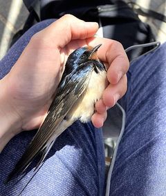 En udmattet landsvale er samlet op fra jorden i Karave 19. september 2024. Den døde kort tid efter. Facebook-billede fra Gavdos Bird Observatory.