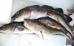 Torsken fiskes både i Kattegat, Nordsøen, Skagerrak, Øresund og Østersøen. Kun i Øresund, hvor der i mange år har været bundtrawls-forbud er torsken i fremgang. For de øvrige bestande går det rigtig skidt. Kvoten for torsk i Kattegat har i en længere årrække kun været tilladt som bifangst.