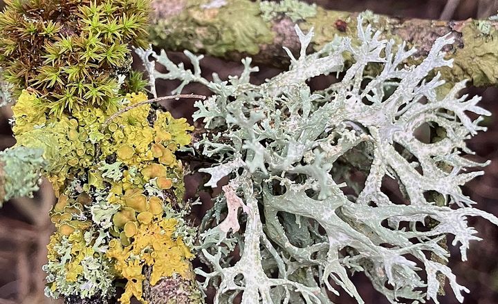 Lav og mos har koloniseret en tjørnegren. Den grågrønne lav er en art i slægten Ramalina, den gule lav er Alm. væggelav. Laver er svampe i symbiotisk samliv med éncellede alger. Den gule farve har ”solfaktor”, leveret af lavets svamp til beskyttelse af dens algepartner mod UV-skader. Mosser er primitive planter, de første der indtog landjorden for 500 mio. år siden. Det er stjernemos oppe til venstre. Foto: Ian Heilmann