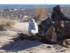 En sneugle raster på Skagen Nordstrand den 29. marts 2014 og drejer hovedet om i nakken for at se fotografen an med sine unikt vandret-ovale gule øjne. Sidst på dagen fløj den store ugle resolut ud over Skagerak mod nordøst, måske i retning af ynglepladser på den sibiriske tundra. Med jævne mellemrum har Skagen forårsbesøg af sneugler – de lever og yngler nomadisk i Arktis og strejfer langt væk, når lemmingerne svigter. Visse år yngler enkelte par på Nordskandinaviens fjeldvidder, tidligere så sydligt som Hadanger-vidden. Foto: Ian Heilmann