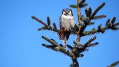 Høgeugle på forårsvisit i Bunken Klitplantage i maj 2013. Høgeuglen har hjemme i højnordisk fjeldskov, gerne i overgangszonen mellem nål og birk. Den er dagaktiv som sneuglen og særegen ved sin høgelignende proportioner, tegninger og levevis, og en flugt som ikke er lydløs. For et par år siden gjorde et høgeuglepar sensationelt yngleforsøg i en østsjællandsk skov. Foto: Ian Heilmann