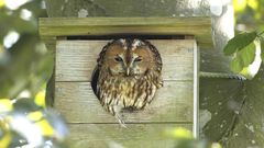 Som alternativ til hule træer flytter natuglen meget gerne ind i solide kasser, placeret i passende højde. Den kompakte, middelstore og almindelige ugle forekommer i to faser: en grålig og en rødbrun. Tawny Owl hedder den på engelsk, tawny er ordet for en bestemt gyldenbrun nuance, som også har givet navn til særlig gammel og dyr portvin – tawny port. Foto: Knud Pedersen