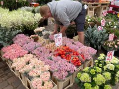 Mange danskere elsker at forkæle deres partner med en buket blomster, og op til Valentinsdag er importerede roser så billige, at der årligt importeres 160.000 tons blomsterprodukter (2020). Men med importen følger rester af sprøjtegifte i større mængder, og vel at mærke fra sprøjtegifte der ikke er godkendt til anvendelse i EU. En del blomster importeres fra lande uden for EU til f.eks. Holland og Tyskland, hvorfra de så kommer videre til Danmark. Foto til download. Kredit: Gylle.dk.