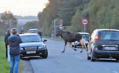 Udsatte elge i naturparker skal ikke ’betale’ CO2-afgift ifølge Landbrug & Fødevarer, men det skal andre ’græssere’, hvis de har en oprindelse i kødproduktionen. Billedet er fra Lille Vildmose. Foto: Jan Skriver.