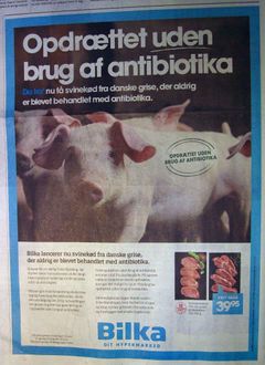 Selvfølgelig kan svinekød produceres uden antibiotika. De økologiske avlere præsterer det hver eneste dag, og de konventionelle producenter har også tidligere demonstreret evner for at undvære antibiotika, men markedsføringen har været elendig. Reklamefoto.