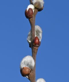 Gæslinger kaldes de bløde, sølvgrå pilerakler. Sammen med en lang række andre forårsbebudere dukker de efterhånden op allerede i februar. Foto: Ian Heilmann