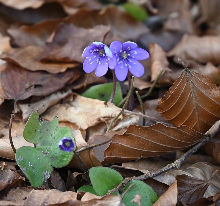 Blå anemone i blomst på Midtsjælland den 26. februar 2024. De leverlappede grønne blade har overvintret fra sidste sæson. De ny blade folder sig ud lidt efter blomstringen. Foto: Ian Heilmann