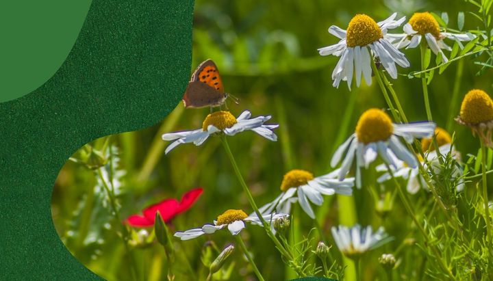 “Regler, der skulle beskytte naturen, spænder i dag ben for den. Hvis vi vil have mere natur, skal vi rydde ud i forældede regler og skabe klare rammer for dem, der vil gøre en forskel,” siger Marie-Louise Boisen Lendal, direktør i Tænketanken Frej.