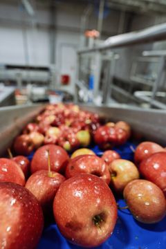 Rynkeby Foods' presseri i Ringe