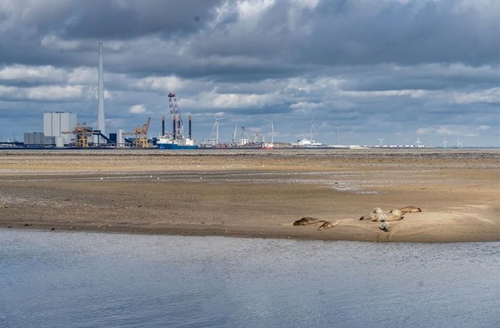 Byen%20Esbjerg%20og%20varmeproduktionsanl%E6ggene%20ligger%20t%E6t%20p%E5%20dyrelivet%20i%20Vadehavet