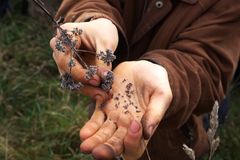 Alle frø, der i dag er uregistrerede, risikerer at blive underlagt krav om mærkning og kontrol, hvis et nyt lovforslag fra EU bliver til virkelighed. Og selvom private havedyrkere nok bliver fritaget fra loven, regner man med, at foreninger, netværk og små landbrug, der dyrker og bevarer kulturplanter, i fremtiden skal registrere alle deres frø.