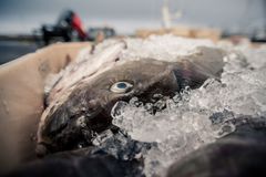I Island udnytter man op mod 80 % af hver fanget torsk, mens man i Europa og USA kun udnytter op mod 50 %. Dermed er Collab også med til at bekæmpe madspild.