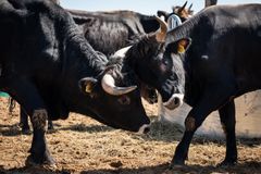 Tauros-okser indføres i Danmark: Nøglen til øget biodiversitet.