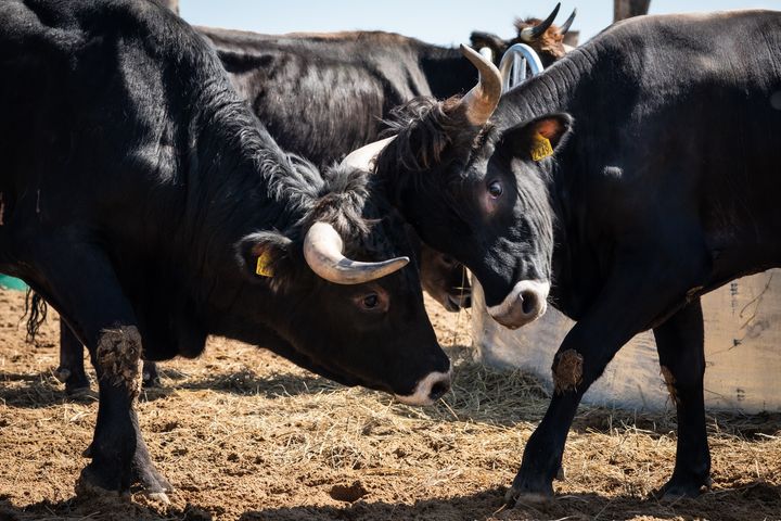 Tauros-okser indføres i Danmark: Nøglen til øget biodiversitet.