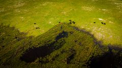 Luftfoto af Saksfjed Vildmark på Lolland med græsarealer og en flok køer.