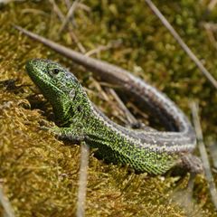 Et markfirben på mos i Saksfjed Vildmark.