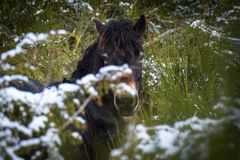 Hest i græs omgivet af sneklædte planter.
