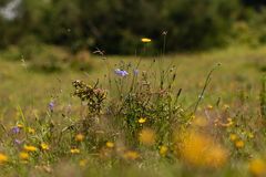 Enge med vilde blomster og varieret vegetation i solskin.