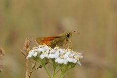 Kommabredpande sommerfugl sidder på hvid blomst på Molslaboratoriet.