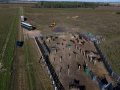 Luftfoto af tauros-okser samlet i et indhegnet ankomstområde ved en mark, før udsætning i Saksfjed Vildmark.