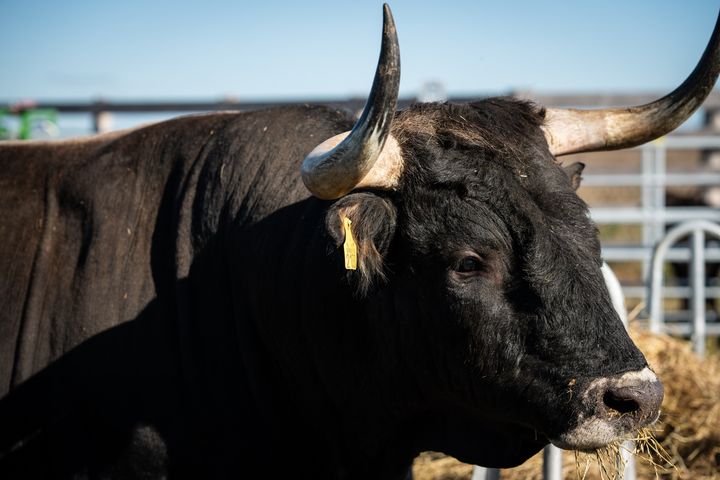 En nyankommet tauros-okse i Saksfjed Vildmark.