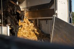 Tauros-okser træder ud af en transportvogn på en solrig dag.
