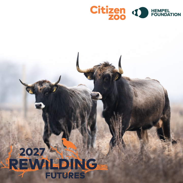 Tauros i Saksfjed Vildmark er noget af det, der er på dagsordenen til Rewilding Futures 2027.