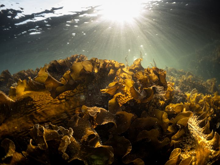 Sukkertang i Kattegat.