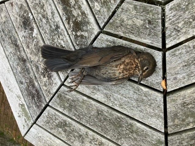 Død solsort