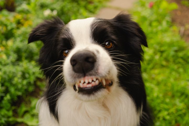 Vred hund viser tænder