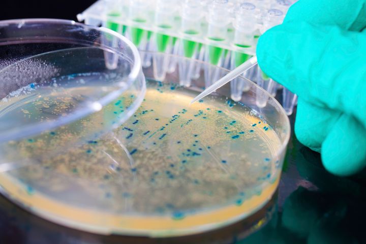 Hånd iføt handske fører en pipette til en petriskål