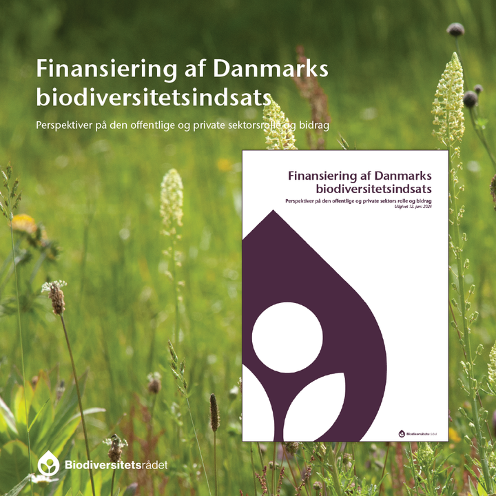 Rapporten ”Finansiering af Danmarks biodiversitetsindsats” indeholder Biodiversitetsrådets overvejelser og anbefalinger i arbejdet med at afdække, hvordan en væsentligt styrket biodiversitetsindsats i Danmark finansieres væsentlige finansieringsmæssige forhold. Rapporten tager et biodiversitetsfagligt afsæt, og peger på de muligheder, henholdsvis den offentlige og private sektor har for at bidrage. Rapporten peger frem mod rådets årsrapport, der udkommer i efteråret 2024, hvori flere af emnerne vil blive behandlet og udfoldet yderligere.
