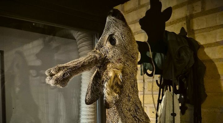 Råbukken som krybskytten skød i Hals Mose søndag eftermiddag.